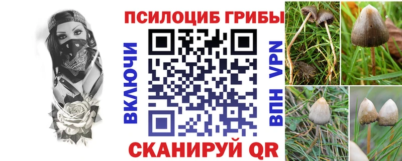 Псилоцибиновые грибы Psilocybine cubensis  Калининград 