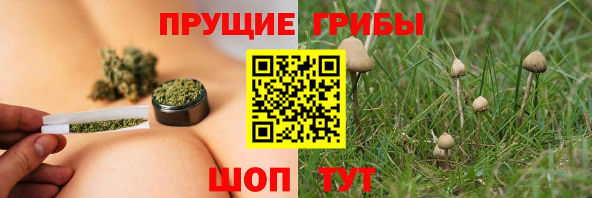 Псилоцибиновые грибы мицелий Калининград